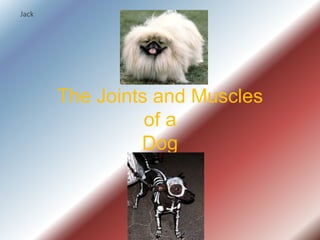 Jack The Joints and Musclesof aDog 