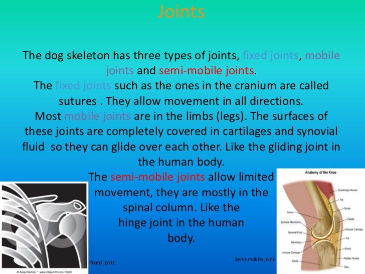 The Joints and Muscles of a Dog