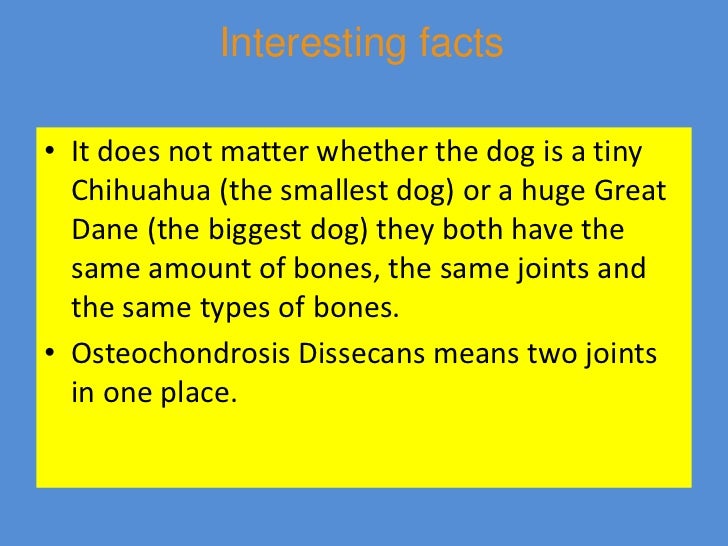The Joints and Muscles of a Dog