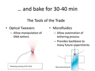… and bake for 30-40 min
                        The Tools of the Trade
• Optical Tweezers                  • Microfluidic...