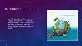 IMPORTANCE OF JUNGLE
Many foods and medicines come from
jungles, they clean the air we breathe,
they regulate the earth's climate, they
are home to millions of plant and
animal species, as well as millions of
people
 