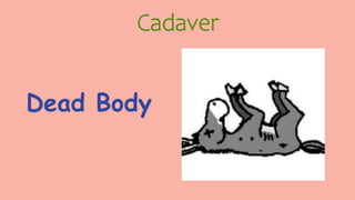 Cadaver
Dead Body
 
