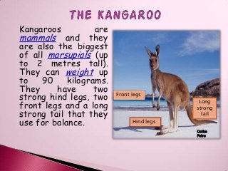 Kangaroos

are
mammals and they
are also the biggest
of all marsupials (up
to 2 metres tall).
They can weight up
to
90
kilograms.
They
have
two
strong hind legs, two
front legs and a long
strong tail that they
use for balance.

Front legs
Long
strong
tail
Hind legs
Goiko
Peiro

 