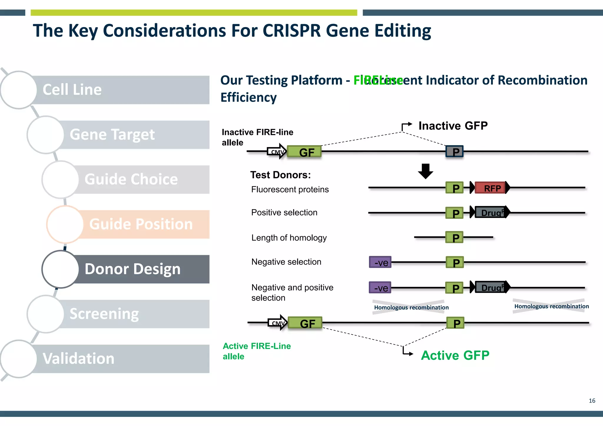 16
Cell Line
Gene Target
Guide Choice
Guide Position
Donor Design
Screening
Validation
The Key Considerations For CRISPR Gene Editing
GF PCMV
Inactive GFP
P
P
P
RFP
DrugR
P
-ve
-ve DrugR
GFCMV
Active GFP
P
P
Homologous recombinationHomologous recombination
Fluorescent proteins
Test Donors:
Positive selection
Length of homology
Negative selection
Negative and positive
selection
Inactive FIRE-line
allele
Active FIRE-Line
allele
Our Testing Platform - Fluorescent Indicator of Recombination
Efficiency
Our Testing Platform - FIRELine
 