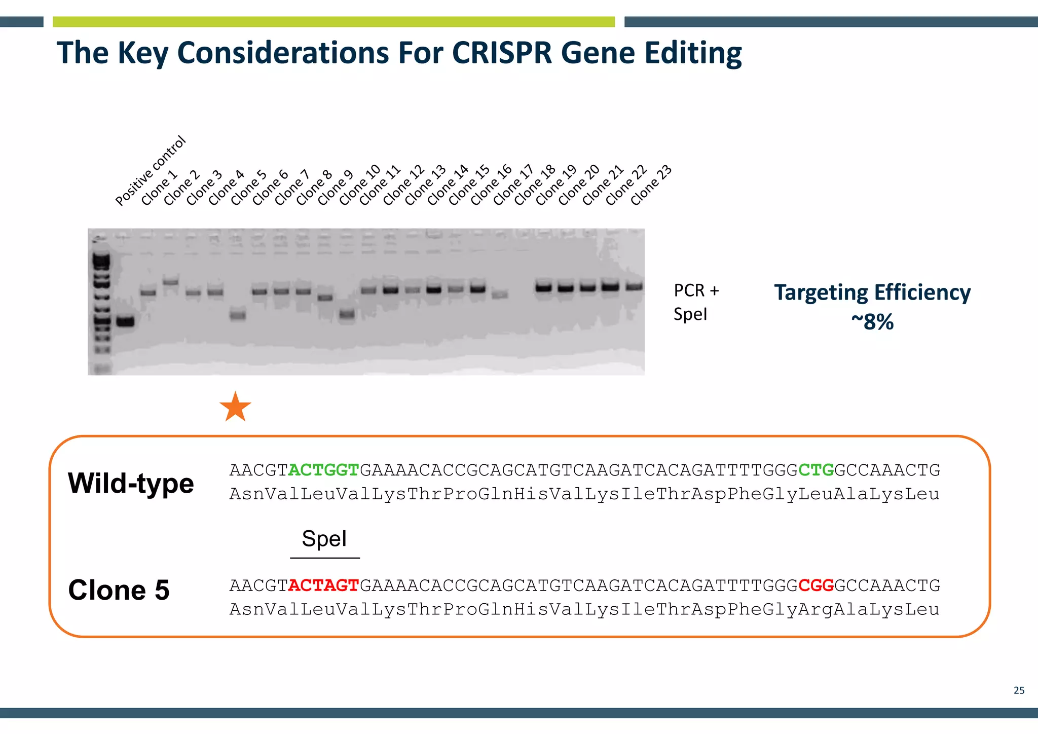 25
The Key Considerations For CRISPR Gene Editing
Targeting Efficiency
~8%
AACGTACTGGTGAAAACACCGCAGCATGTCAAGATCACAGATTTTGGGCTGGCCAAACTG
AsnValLeuValLysThrProGlnHisValLysIleThrAspPheGlyLeuAlaLysLeu
AACGTACTAGTGAAAACACCGCAGCATGTCAAGATCACAGATTTTGGGCGGGCCAAACTG
AsnValLeuValLysThrProGlnHisValLysIleThrAspPheGlyArgAlaLysLeu
Clone 5
Wild-type
SpeI
PCR +
SpeI
 
