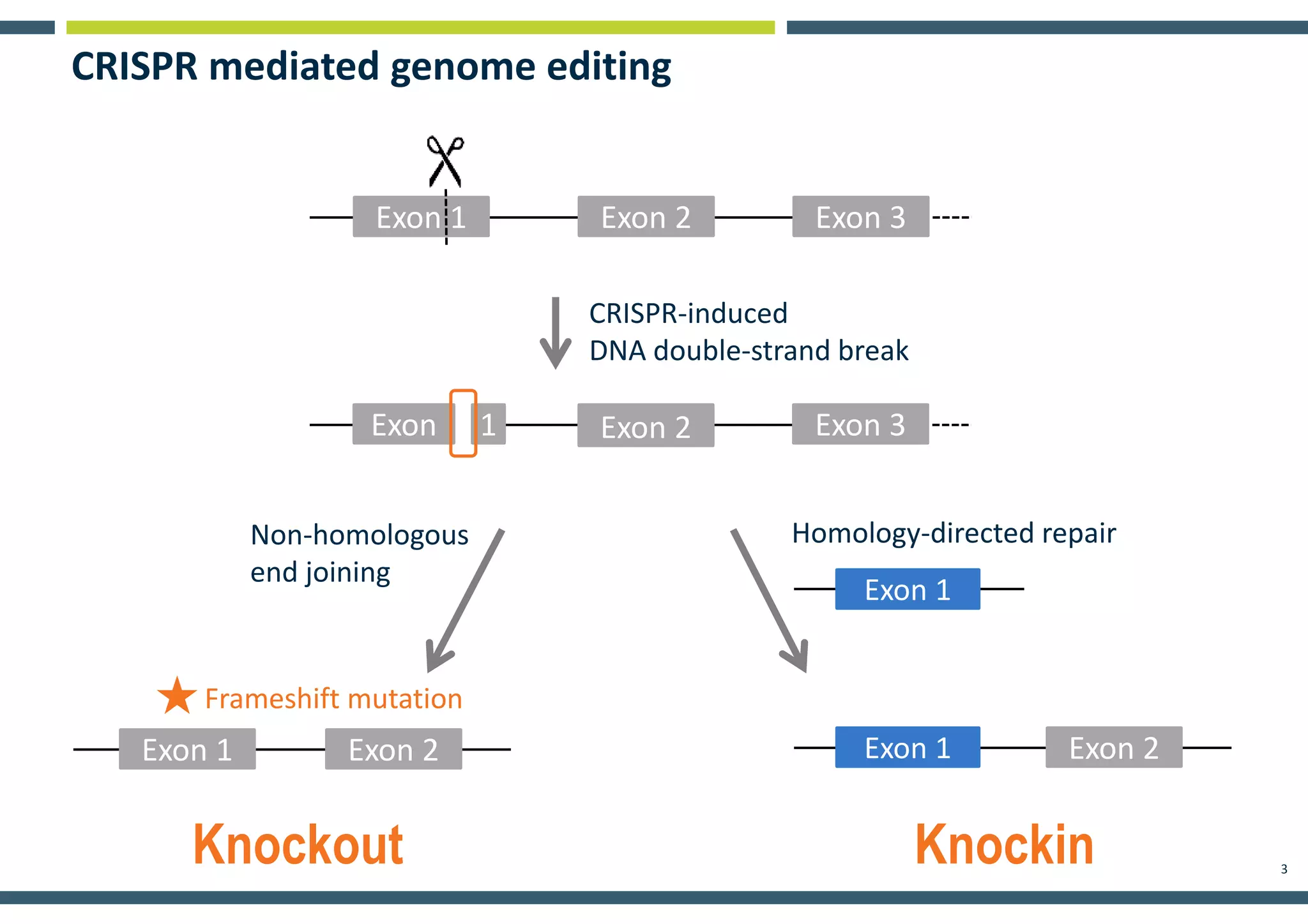 3
CRISPR mediated genome editing
Exon 1 Exon 2 Exon 3
Exon Exon 2 Exon 31
CRISPR-induced
DNA double-strand break
Non-homologous
end joining
Exon 1
Homology-directed repair
Exon 2
Exon 2Exon 2Exon 1
Frameshift mutation
Exon 1
Knockout Knockin
 