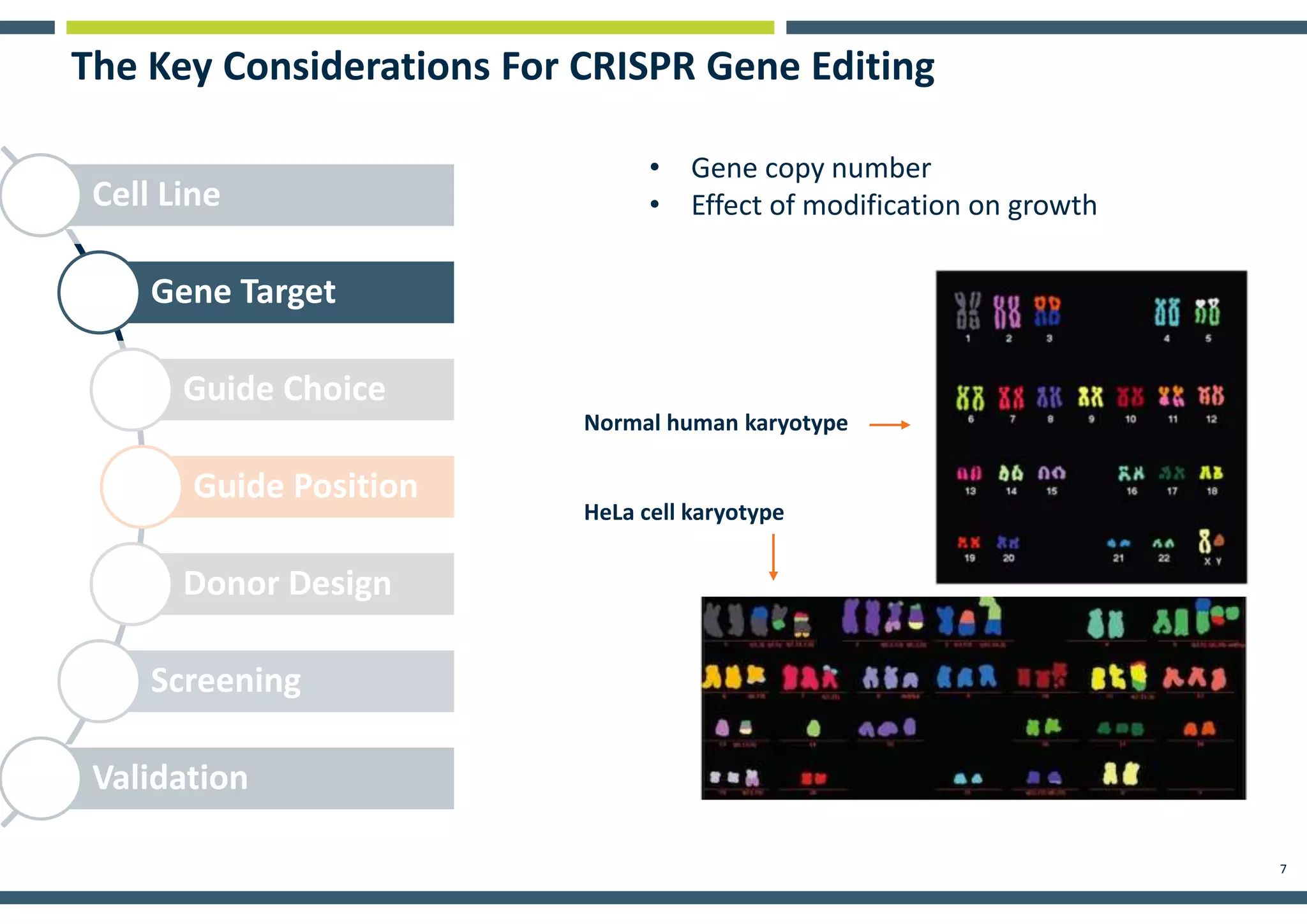 7
Cell Line
Gene Target
Guide Choice
Guide Position
Donor Design
Screening
Validation
The Key Considerations For CRISPR Gene Editing
Normal human karyotype
HeLa cell karyotype
• Gene copy number
• Effect of modification on growth
 