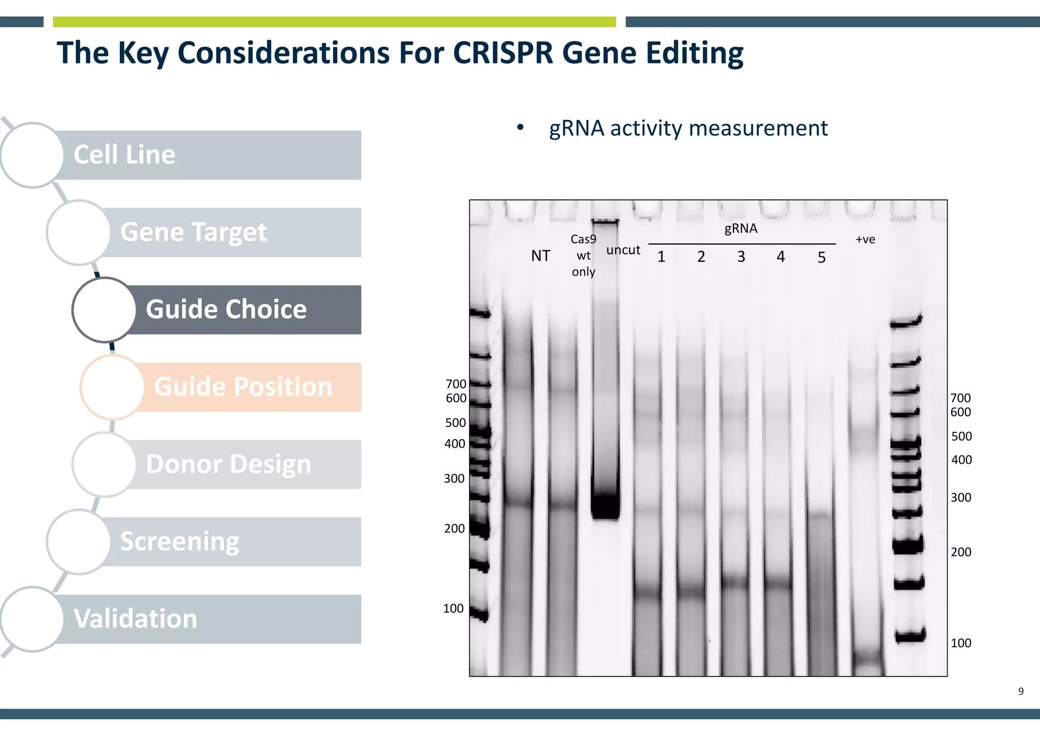 9
Cell Line
Gene Target
Guide Choice
Guide Position
Donor Design
Screening
Validation
The Key Considerations For CRISPR Gene Editing
• gRNA activity measurement
NT
Cas9
wt
only
4uncut
1 52 3
gRNA
200
300
400
500
100
600
+ve
700
200
300
400
500
100
600
700
 