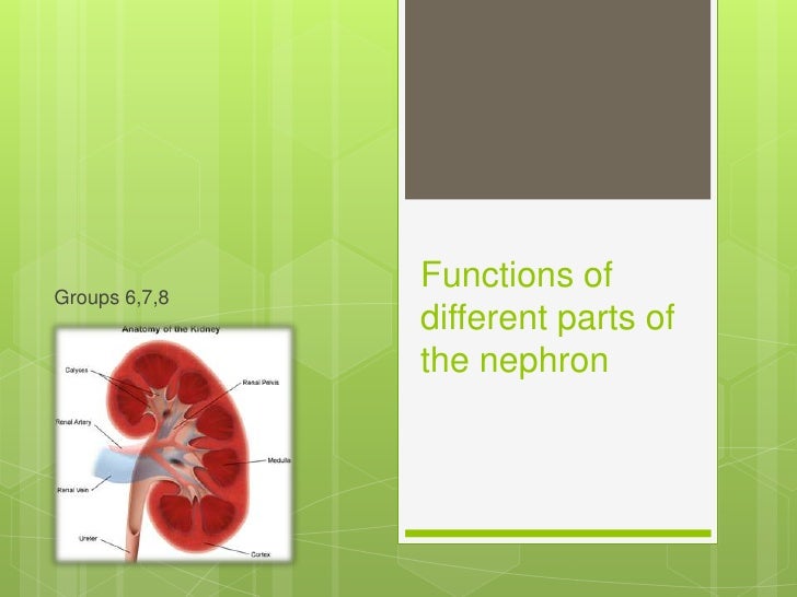 The kidney