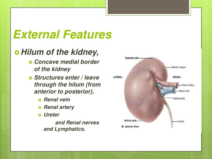 The kidney