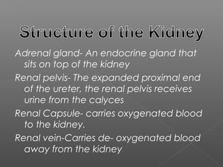 Adrenal gland- An endocrine gland that
  sits on top of the kidney
Renal pelvis- The expanded proximal end
  of the ureter, the renal pelvis receives
  urine from the calyces
Renal Capsule- carries oxygenated blood
  to the kidney.
Renal vein-Carries de- oxygenated blood
  away from the kidney
 