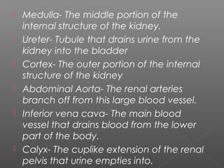    Medulla- The middle portion of the
    internal structure of the kidney.
   Ureter- Tubule that drains urine from the
    kidney into the bladder
   Cortex- The outer portion of the internal
    structure of the kidney
   Abdominal Aorta- The renal arteries
    branch off from this large blood vessel.
   Inferior vena cava- The main blood
    vessel that drains blood from the lower
    part of the body.
   Calyx- The cuplike extension of the renal
    pelvis that urine empties into.
 
