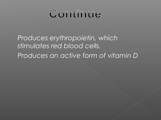  Produces erythropoietin, which
  stimulates red blood cells.
 Produces an active form of vitamin D
 