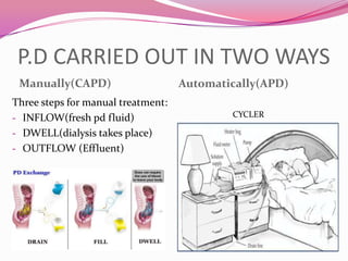 kidneys ppt | PPTX
