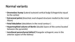 Comprehensive Overview of Kidney Anatomy, Function, and Pathology | PPTX