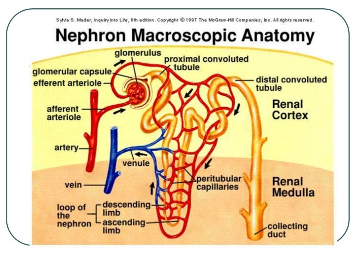 The kidney triple