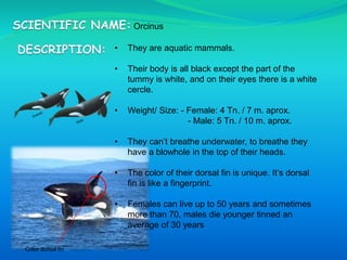 Orcinus
• They are aquatic mammals.
• Their body is all black except the part of the
tummy is white, and on their eyes there is a white
cercle.
• Weight/ Size: - Female: 4 Tn. / 7 m. aprox.
- Male: 5 Tn. / 10 m. aprox.
• They can’t breathe underwater, to breathe they
have a blowhole in the top of their heads.
• The color of their dorsal fin is unique. It’s dorsal
fin is like a fingerprint.
• Females can live up to 50 years and sometimes
more than 70, males die younger tinned an
average of 30 years
Color dorsal fin
 