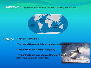 They live in all oceans of the world. Mainly in the Arctic.
• They are carnivores.
• They eat all types of fish: penguins, seals, squid,…
• They need to eat 230 Kg. every day.
• This animals are very strong. Some of them kill
their preys with her strong tail.
Arctic.
Atlantic
ocean.
Pacific
ocean. Indian
ocean.
 