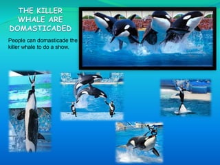 People can domasticade the
killer whale to do a show.
 