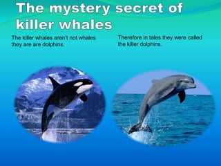 The killer whales aren’t not whales
they are are dolphins.
Therefore in tales they were called
the killer dolphins.
 