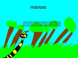 Habitats  India east to China and south to the Philippines, the king cobra is not a common species probably because it is the top meat eater in the food chain.  