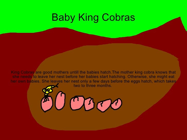 King Cobra Life Cycle
