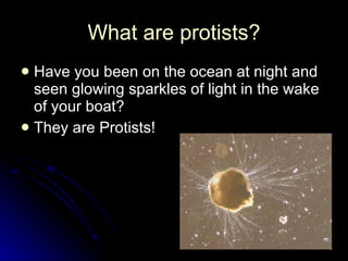 What are  protists ? Have you been on the ocean at night and seen glowing sparkles of light in the wake of your boat?  They are Protists!  