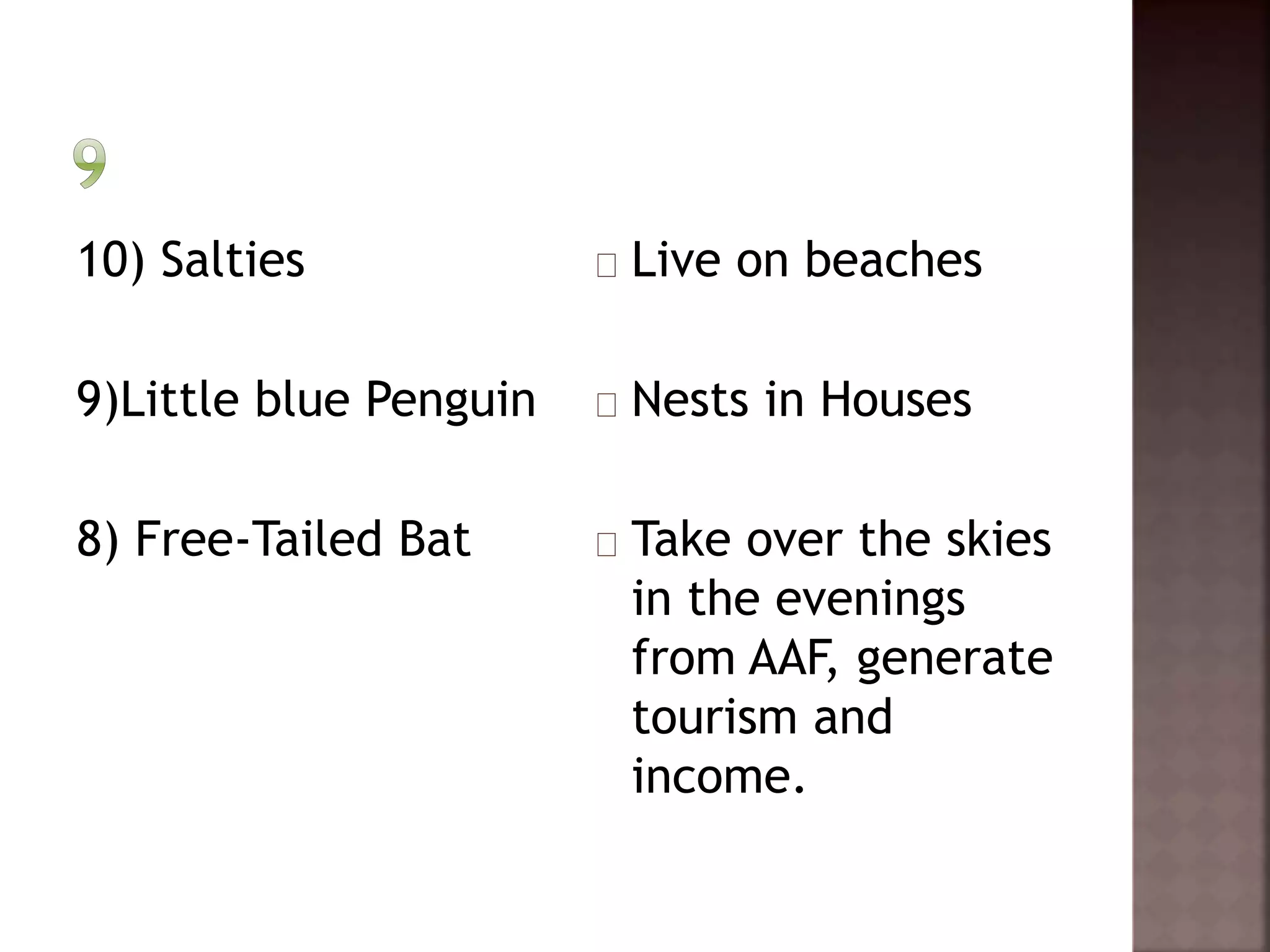 10) Salties 
9)Little blue Penguin 
8) Free-Tailed Bat 
Live on beaches 
Nests in Houses 
Take over the skies 
in the evenings 
from AAF, generate 
tourism and 
income. 
 
