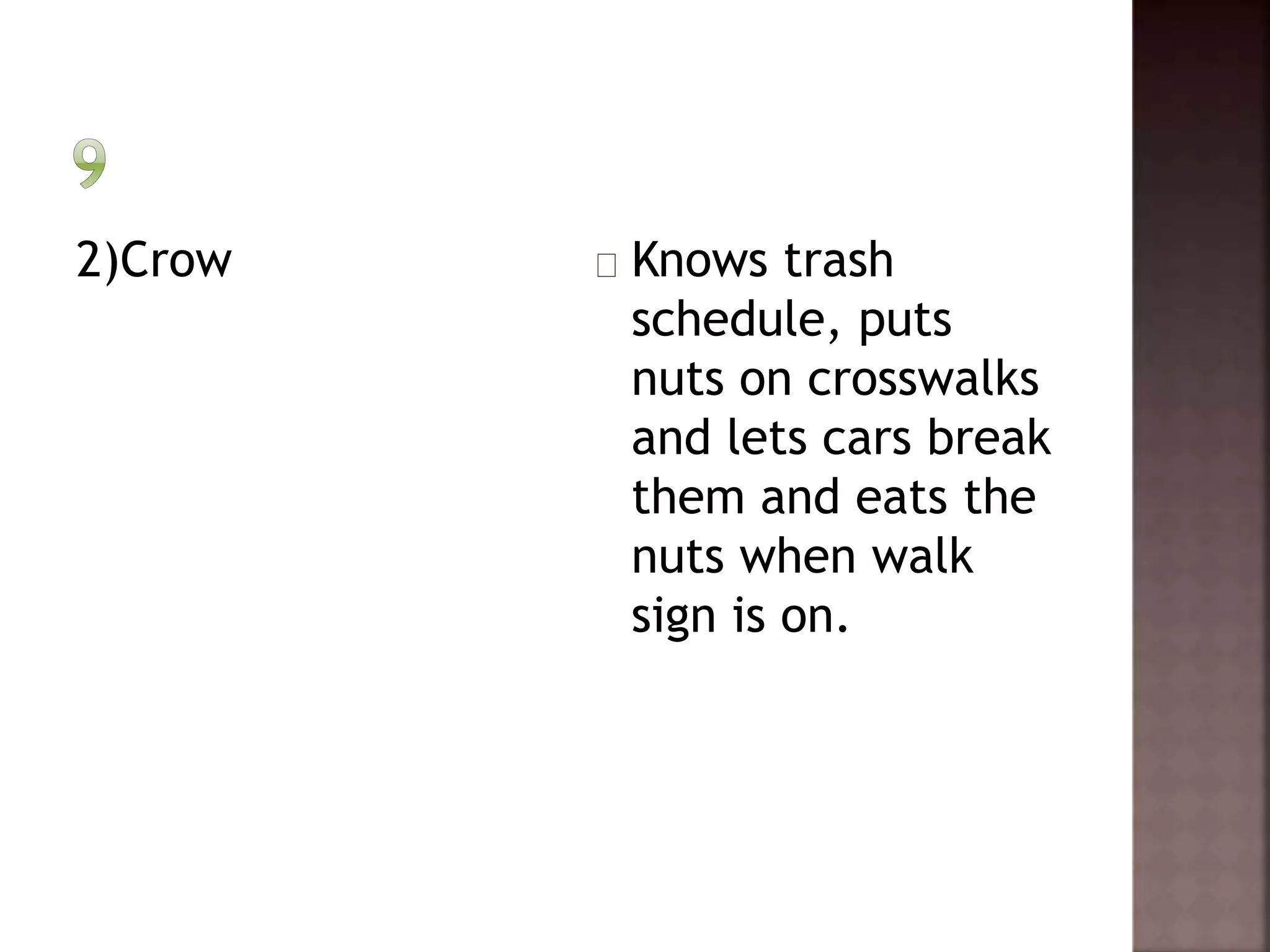 2)Crow Knows trash 
schedule, puts 
nuts on crosswalks 
and lets cars break 
them and eats the 
nuts when walk 
sign is on. 
 