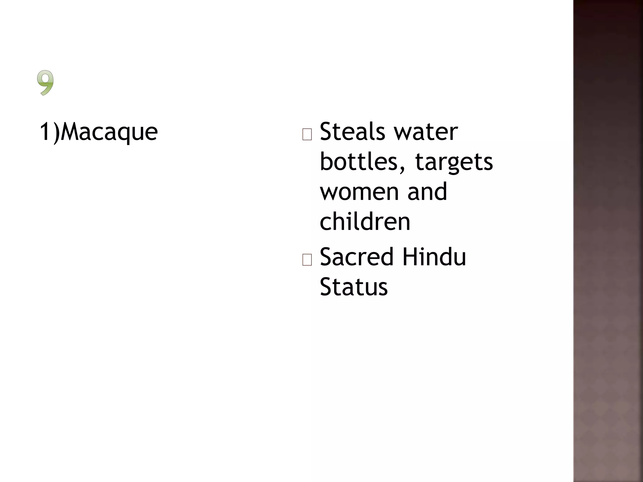 1)Macaque Steals water 
bottles, targets 
women and 
children 
Sacred Hindu 
Status 
 