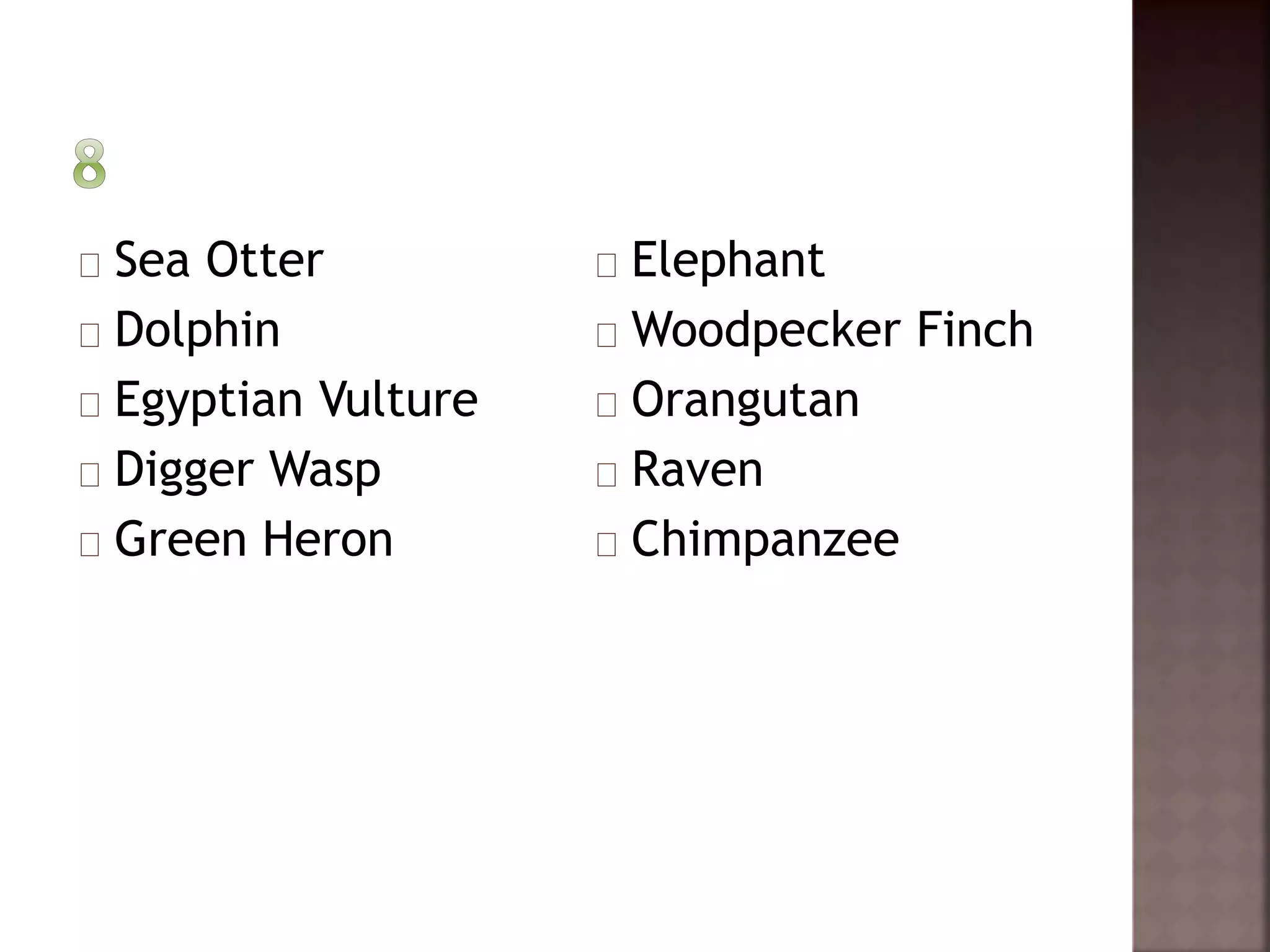 Sea Otter 
Dolphin 
Egyptian Vulture 
Digger Wasp 
Green Heron 
Elephant 
Woodpecker Finch 
Orangutan 
Raven 
Chimpanzee 
 