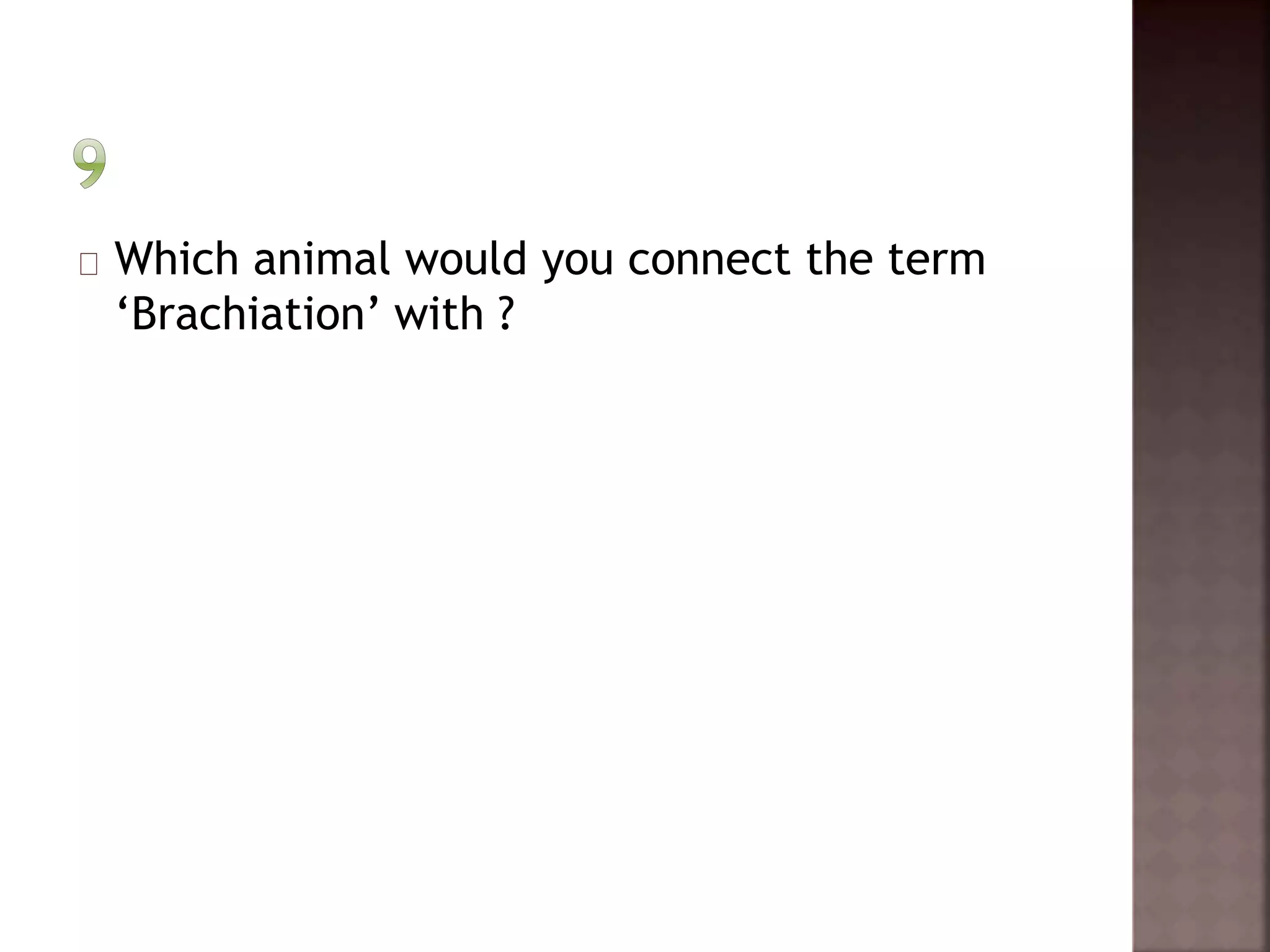 Which animal would you connect the term 
‘Brachiation’ with ? 
 