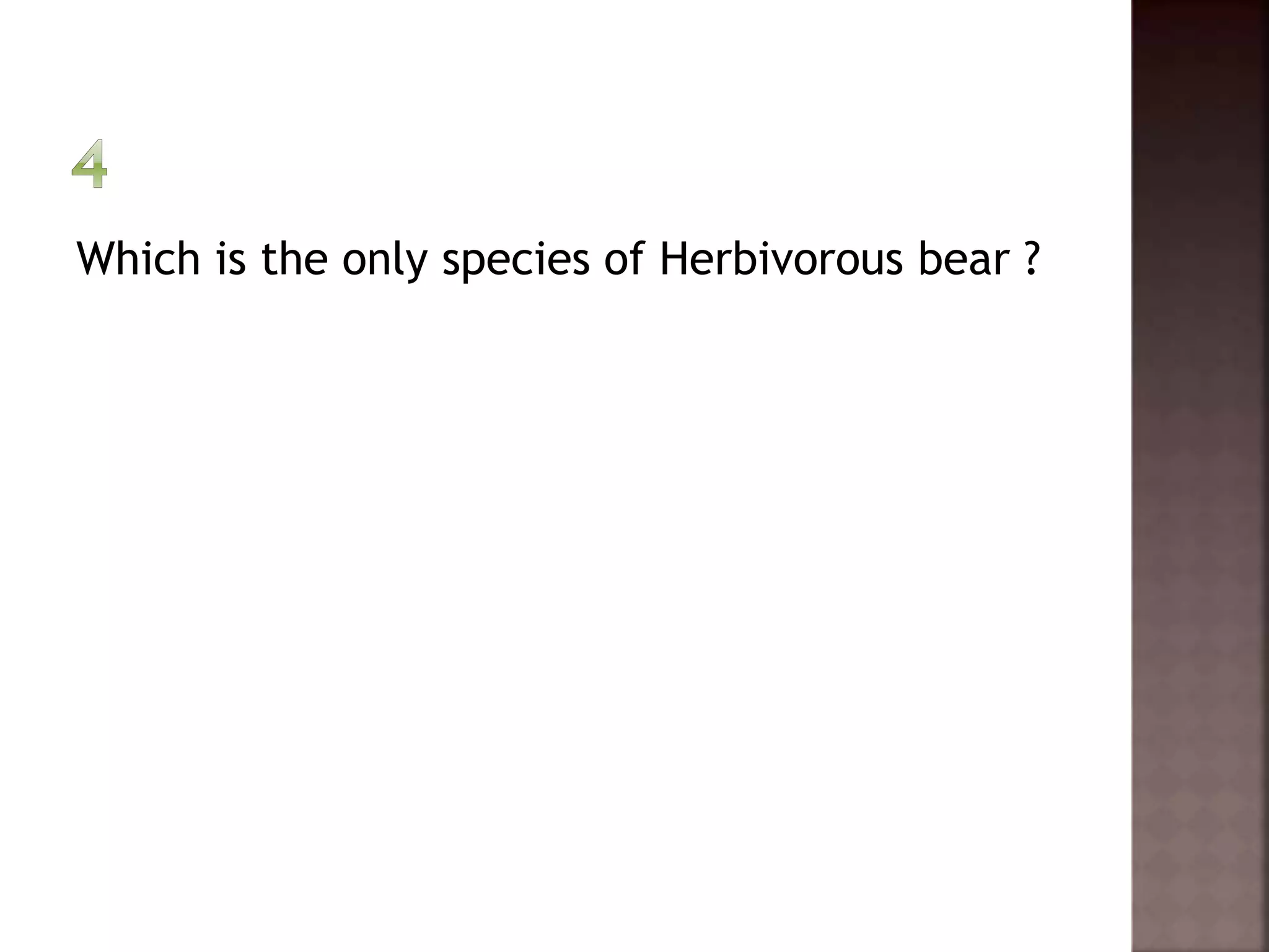 Which is the only species of Herbivorous bear ? 
 