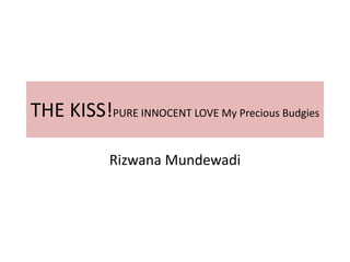 THE KISS!PURE INNOCENT LOVE My Precious Budgies
Rizwana Mundewadi
 