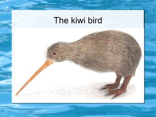 The kiwi bird 