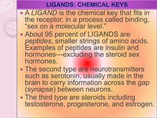  A LIGAND is the chemical key that fits in
the receptor, in a process called binding,
―sex on a molecular level.‖
 About 95 percent of LIGANDS are
peptides, smaller strings of amino acids.
Examples of peptides are insulin and
hormones—excluding the steroid sex
hormones.
 The second type are neurotransmitters
such as serotonin, usually made in the
brain to carry information across the gap
(synapse) between neurons.
 The third type are steroids including
testosterone, progesterone, and estrogen.
LIGANDS: CHEMICAL KEYS
 