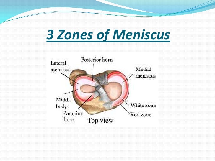 The knee and related structures f09