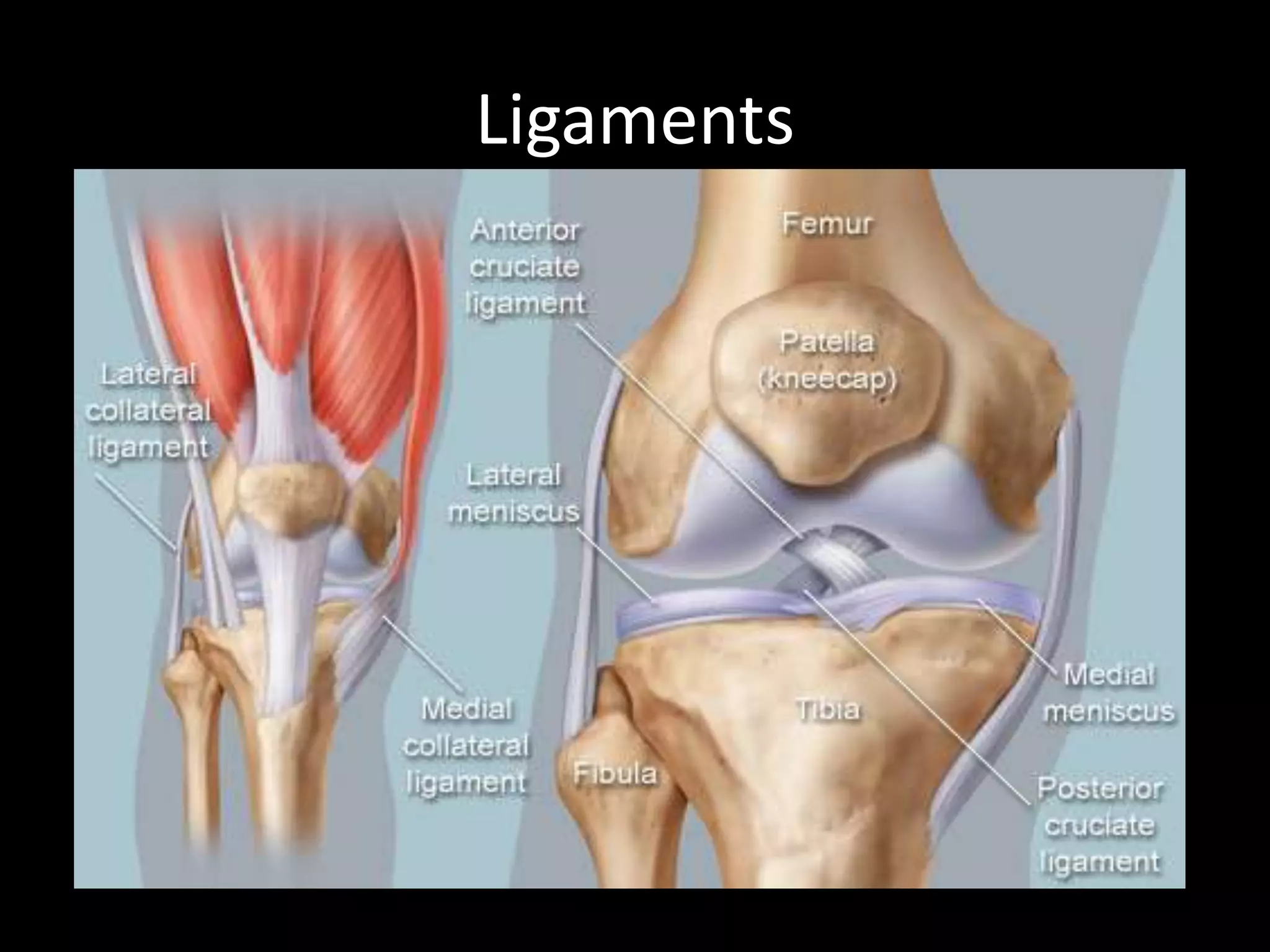 The Knee Complex | PPTX