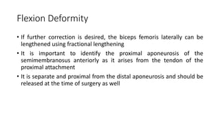 Flexion Deformity
• If further correction is desired, the biceps femoris laterally can be
lengthened using fractional lengthening
• It is important to identify the proximal aponeurosis of the
semimembranosus anteriorly as it arises from the tendon of the
proximal attachment
• It is separate and proximal from the distal aponeurosis and should be
released at the time of surgery as well
 