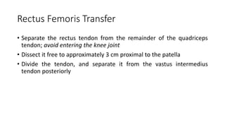 Rectus Femoris Transfer
• Separate the rectus tendon from the remainder of the quadriceps
tendon; avoid entering the knee joint
• Dissect it free to approximately 3 cm proximal to the patella
• Divide the tendon, and separate it from the vastus intermedius
tendon posteriorly
 