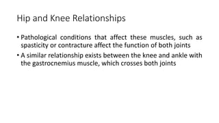 Hip and Knee Relationships
• Pathological conditions that affect these muscles, such as
spasticity or contracture affect the function of both joints
• A similar relationship exists between the knee and ankle with
the gastrocnemius muscle, which crosses both joints
 