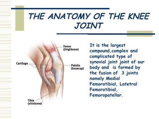 THE ANATOMY OF THE KNEE JOINT It is the largest compound,complex and complicated type of synovial joint joint of our body and  is formed by the fusion of  3 joints namely Medial Femorotibial, Latetral Femorotibial, Femoropatellar . 
