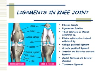 LIGAMENTS IN KNEE JOINT Fibrous Capsule Ligamentum Patellae Tibial collateral or Medial collateral lig. Fibular collateral or Lateral collateral lig. Obllique popliteal ligament Arcuate popliteal ligament Anterior and Posterior cruciate ligament Medial Meniscus and Lateral Meniscus Transverse ligament 
