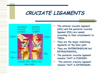 CRUCIATE LIGAMENTS The anterior cruciate ligament (ACL) and the posterior cruciate ligament (PCL) are named according to their attachments to TIBIA. They are the major stabilizing ligaments of the knee joint. They are INTERCONDYLAR but EXTRASYNOVIAL.  The posterior cruciate ligament remains TAUT in FLEXION. The anterior cruciate ligament remains TAUT in EXTENSION. 