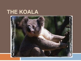 The koala 