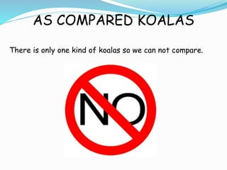 AS COMPARED KOALAS
There is only one kind of koalas so we can not compare.
 