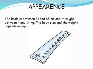 APPEARENCE
The koala is between 61 and 85 cm and it weighs
between 4 and 14 kg. The body size and the weight
depends on age.
 