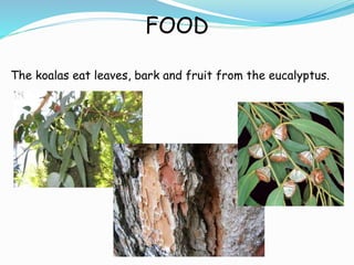 FOOD
The koalas eat leaves, bark and fruit from the eucalyptus.
 