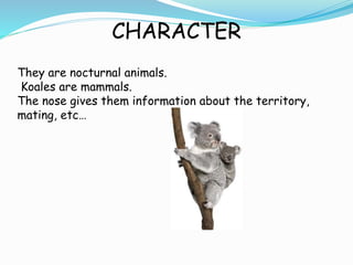 CHARACTER
They are nocturnal animals.
Koales are mammals.
The nose gives them information about the territory,
mating, etc…
 