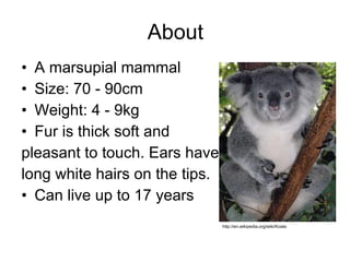 About A marsupial mammal Size: 70 - 90cm  Weight: 4 - 9kg  Fur is thick soft and  pleasant to touch. Ears have  long white hairs on the tips.  Can live up to 17 years http://en.wikipedia.org/wiki/Koala 